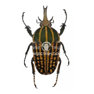 CHELORRHINA SAVAGEI CHELORRHINA SAVAGEI